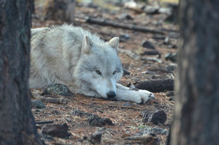 Technological Innovations Enabling Colossal's Dire Wolf Genome Sequencing